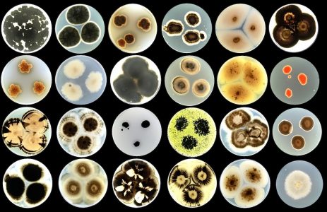 Verschiedene Pilzarten, isoliert von Gebäudefassaden in der slowenischen Küstenstadt Izola. Bildquelle: Ana Gubenšek